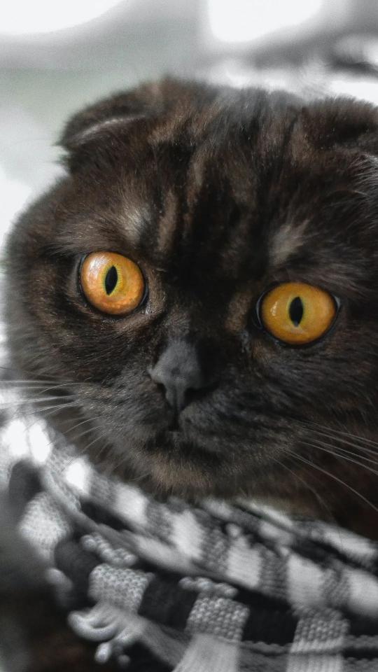 Golden Eyed Scottish Fold