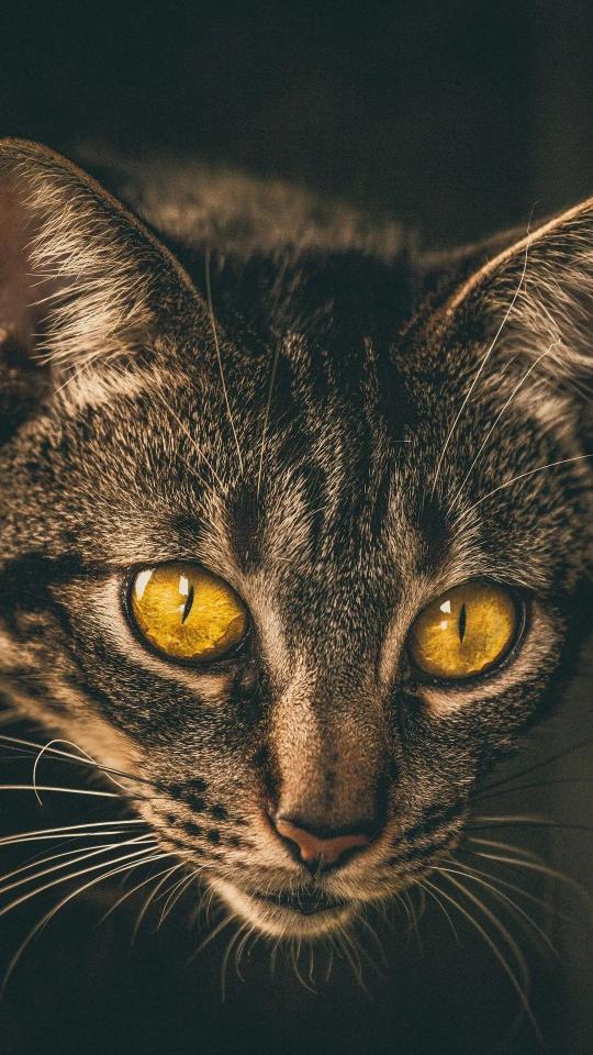 Golden Eyed Tabby Cat