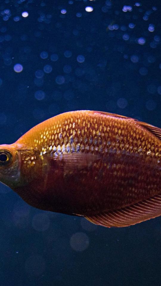 Golden Fish in Blue