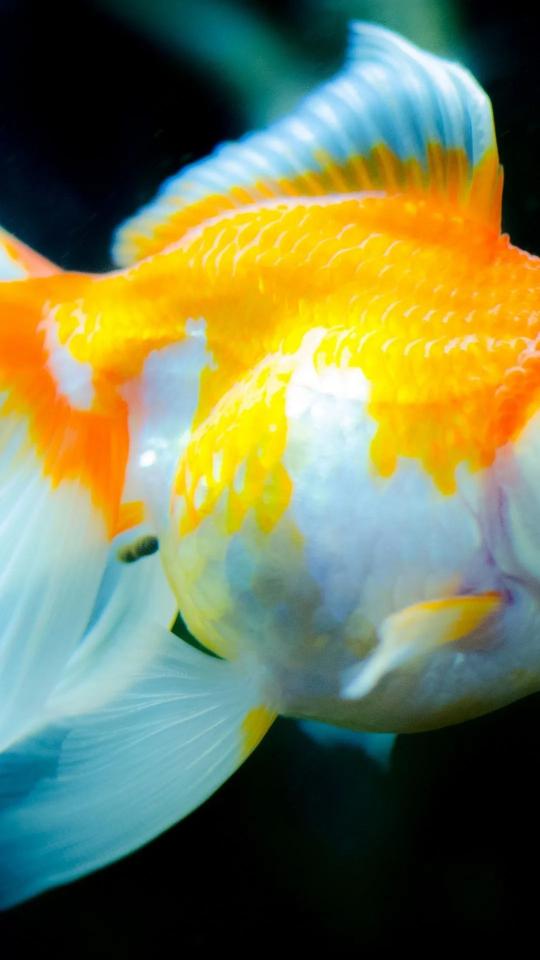 Golden Fish Portrait - Related 4K Wallpapers wallpaper
