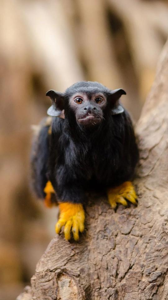 Golden-Handed Tamarin Portrait - Related Dope Wallpapers wallpaper