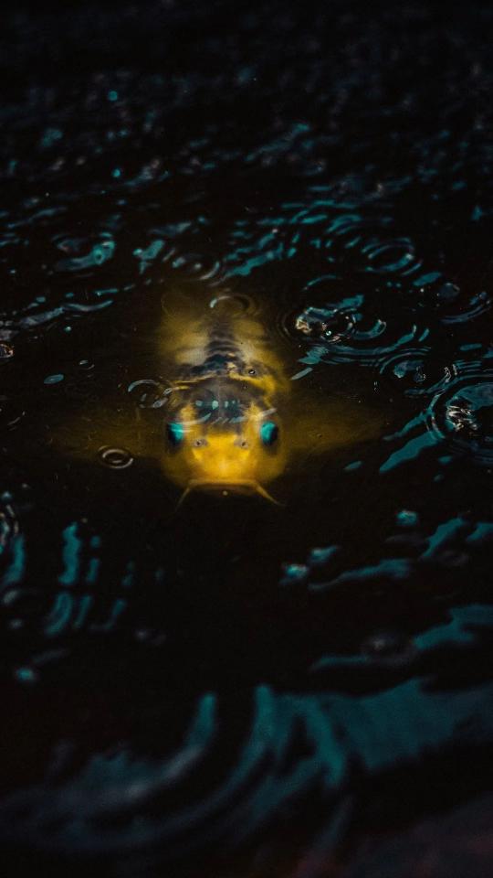 Golden Koi in Dark Water