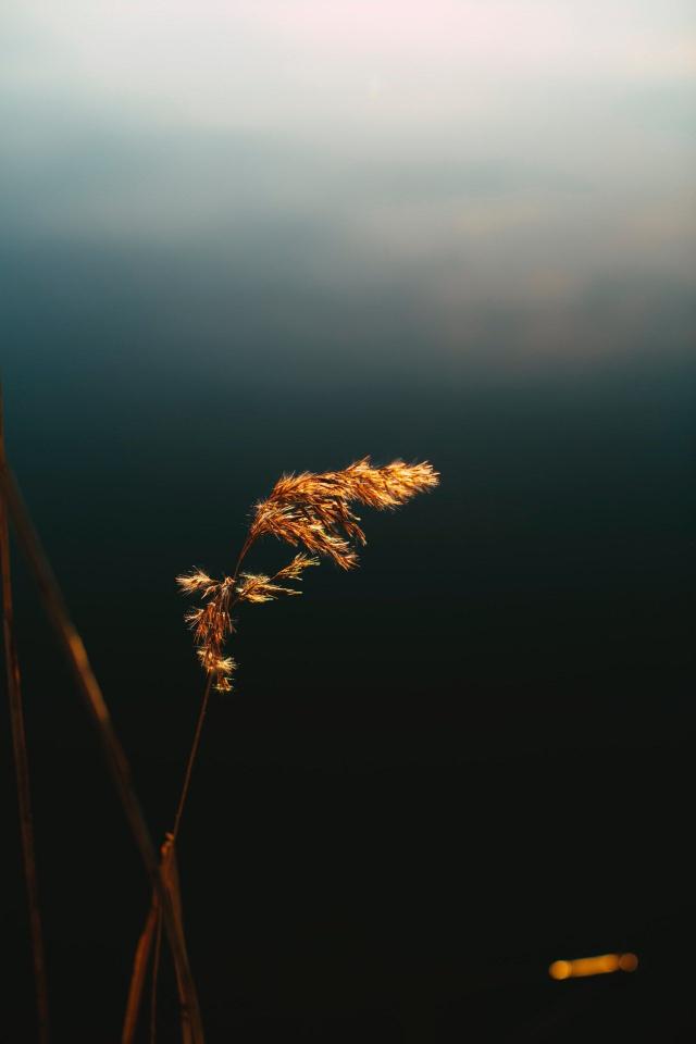 Golden Reed Silhouette