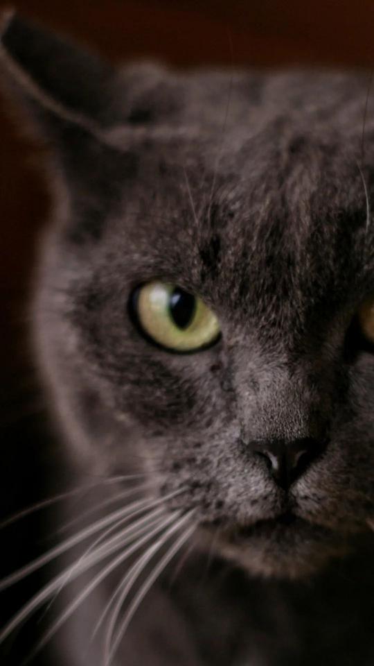 Gray Cat Close-Up - Related Dark Wallpapers wallpaper