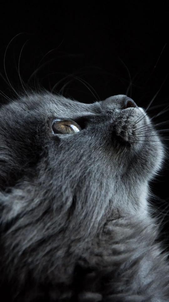 Gray Cat Gaze