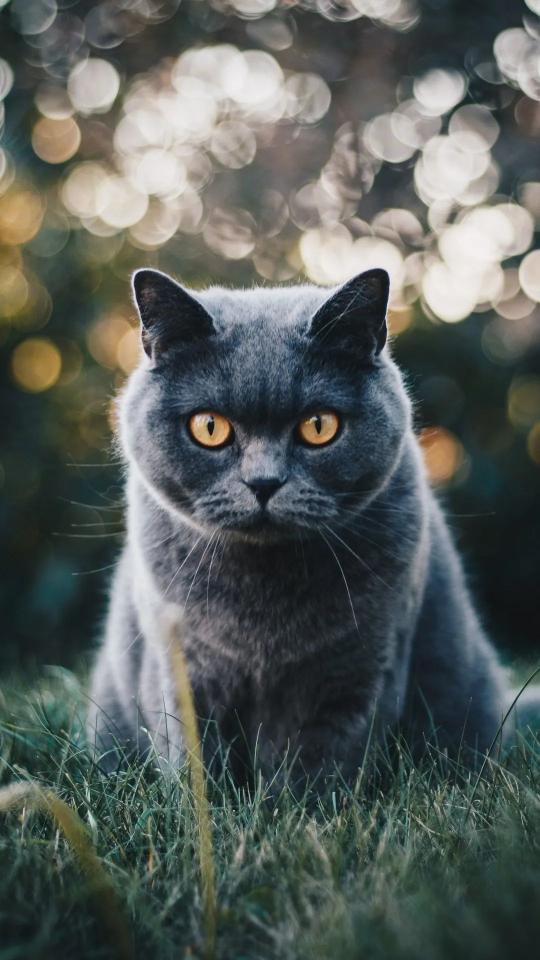 Gray Cat in Grass - Related Dark Wallpapers wallpaper