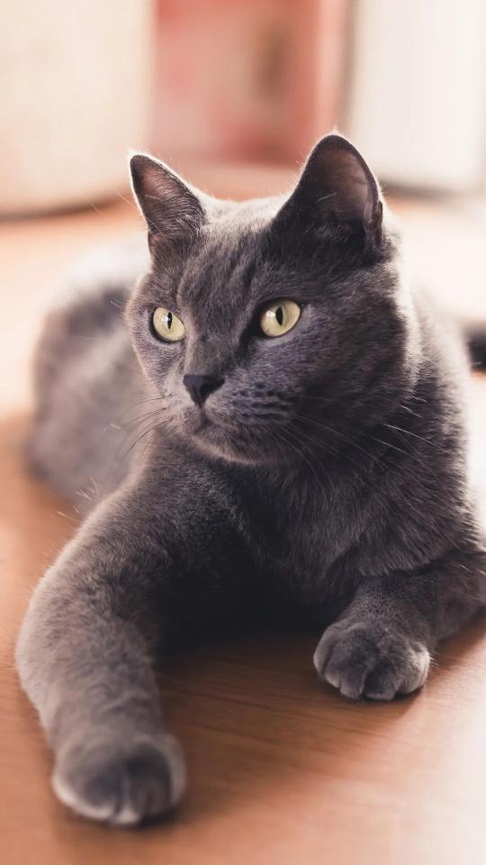 Gray Cat Portrait - Related Dark Wallpapers wallpaper