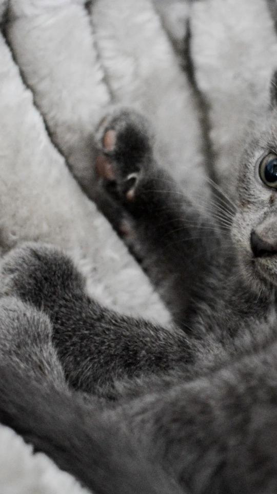 Gray Kitten Paw