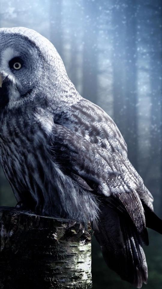 Great Grey Owl Portrait - Related Dark Wallpapers wallpaper