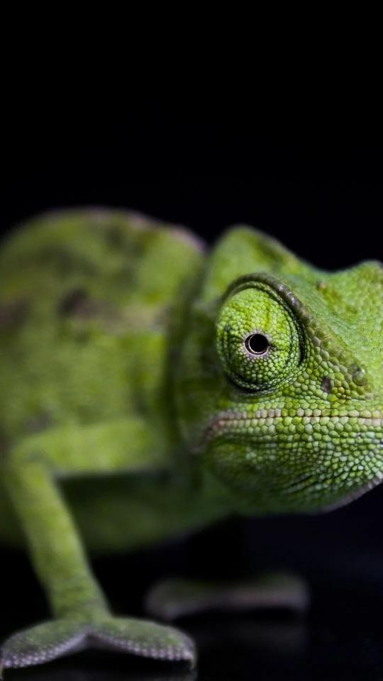 Green Chameleon Close-Up - Related Anime Wallpapers wallpaper