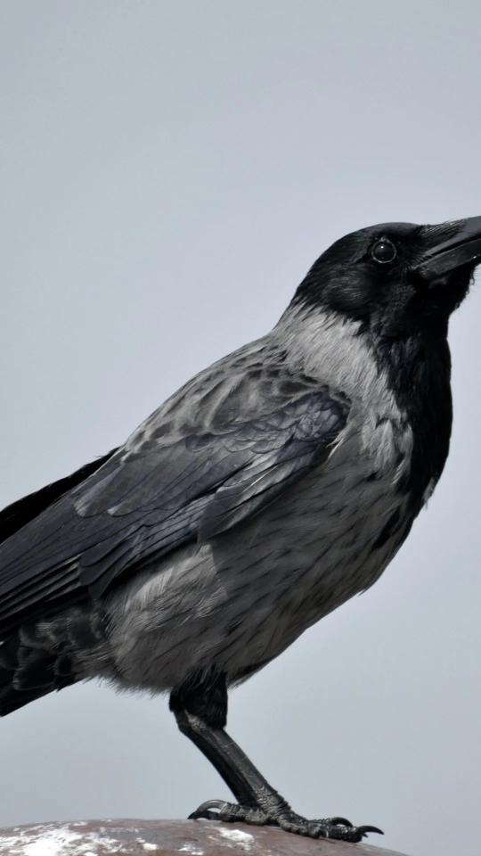 Grey Crow Portrait