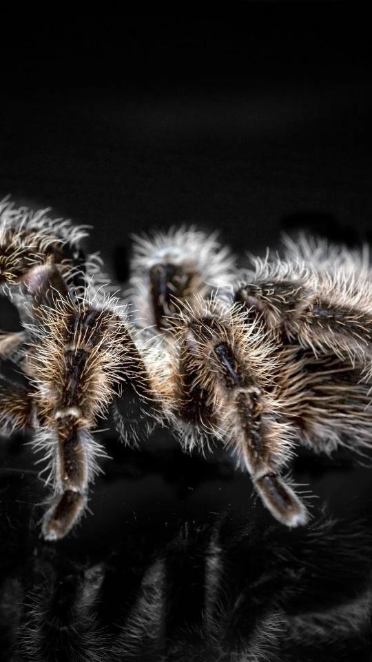 Hairy Tarantula Close-Up