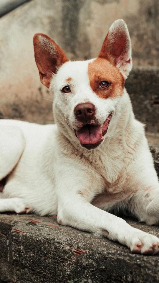 Happy Dog Portrait - Related Dark Wallpapers wallpaper