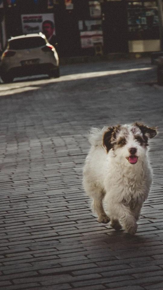 Happy Dog Run - Related Ghetto Wallpapers wallpaper