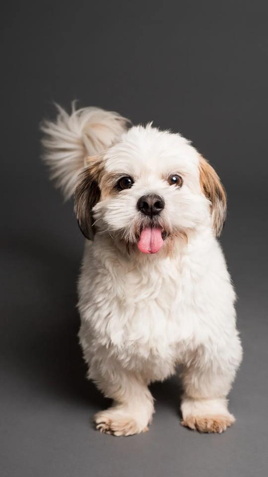 Happy Shih Tzu Portrait