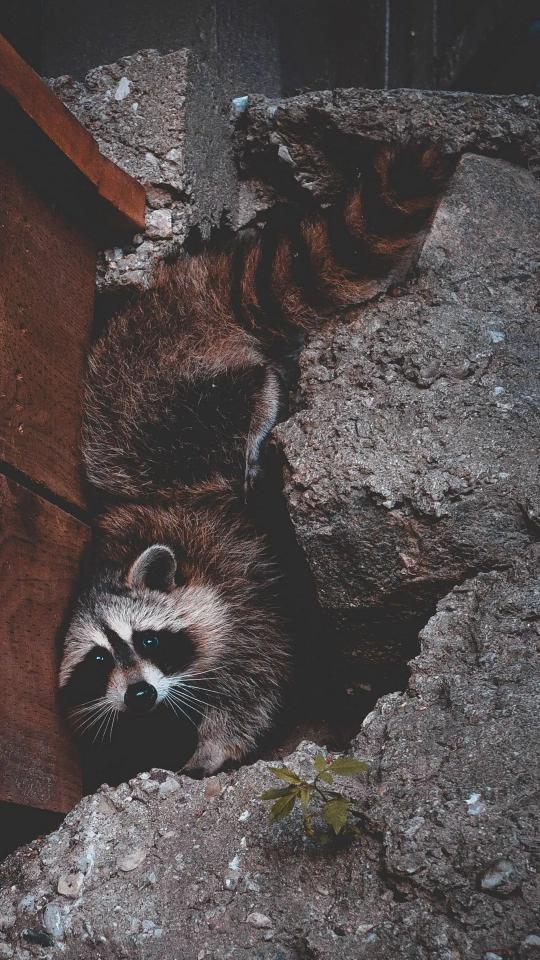 Hidden Raccoon Portrait
