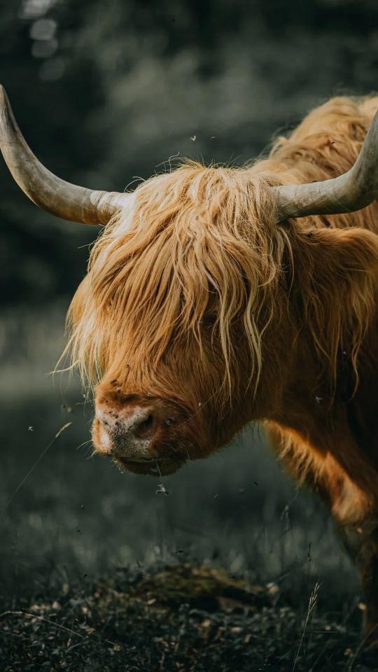 Highland Cow Portrait