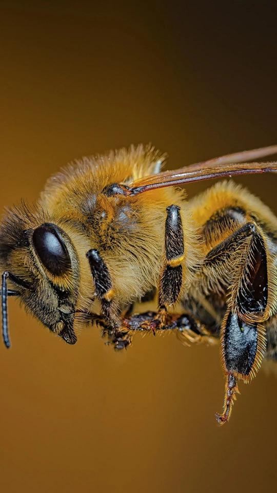 Honey Bee Close-Up