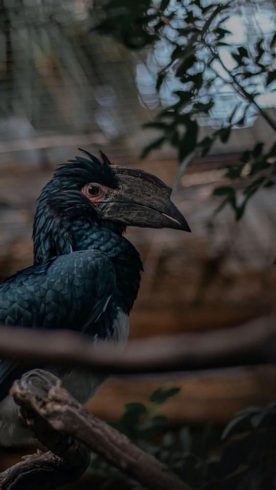Hornbill Bird Portrait - Related Dark Wallpapers wallpaper