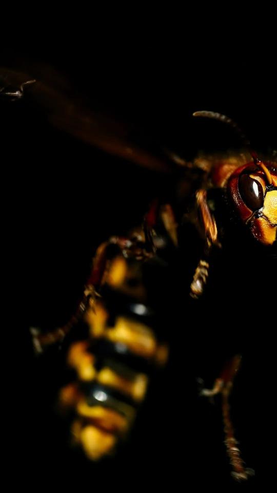 Hornet Close-Up