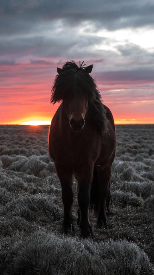 Horse at Sunset