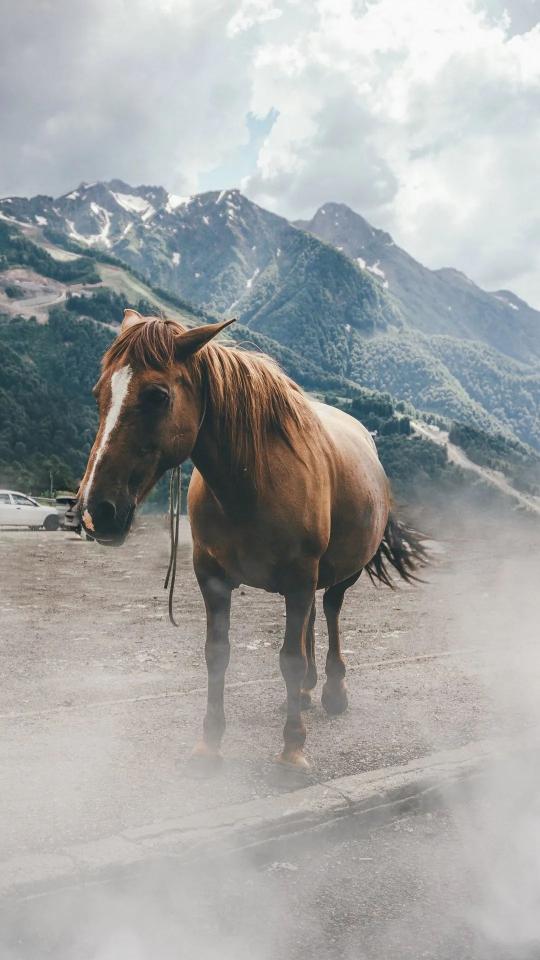 Horse in Mountain Landscape