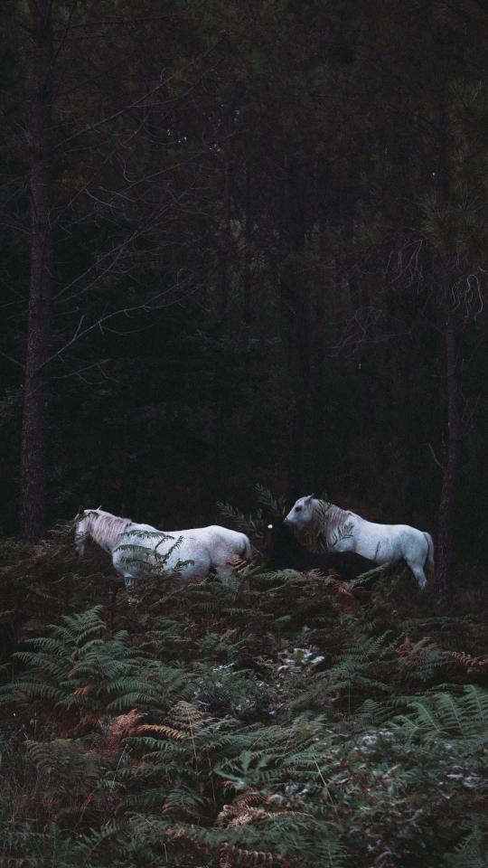 Horses in Dark Forest