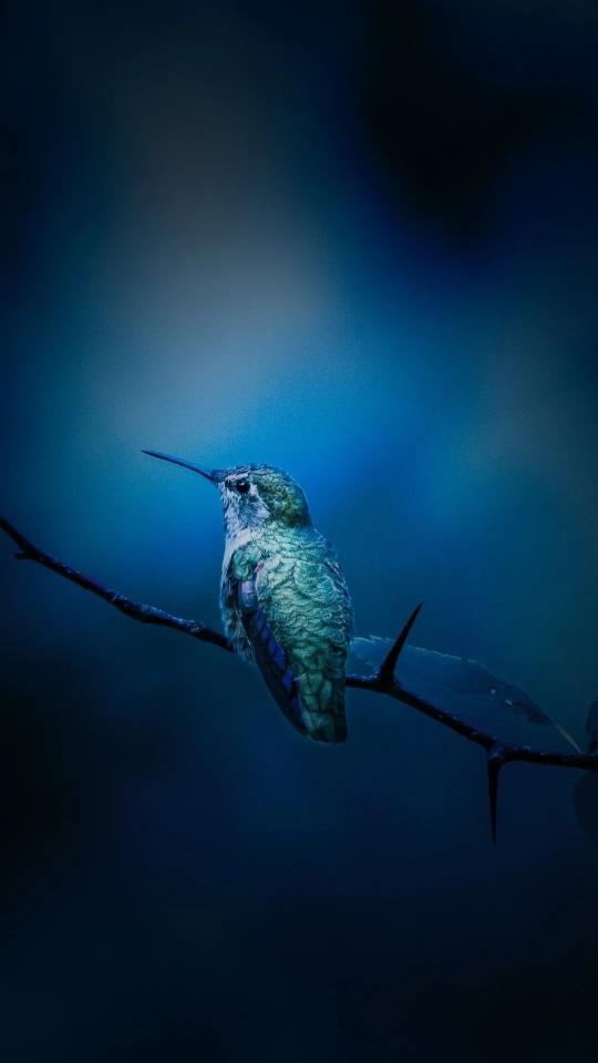 Hummingbird on Branch - Related Dark Wallpapers wallpaper