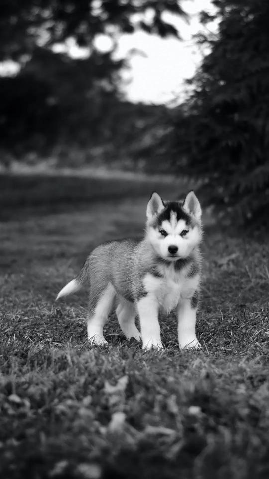 Husky Puppy Portrait - Related Anime Wallpapers wallpaper
