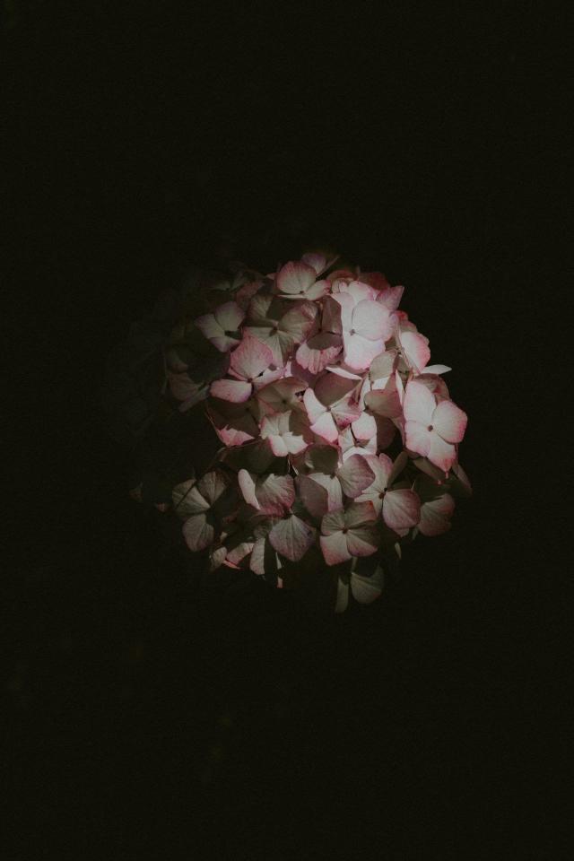 Hydrangea in Dark