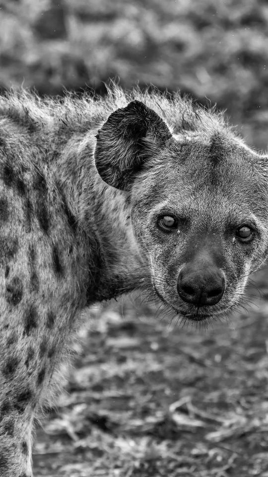 Hyena Stare Down