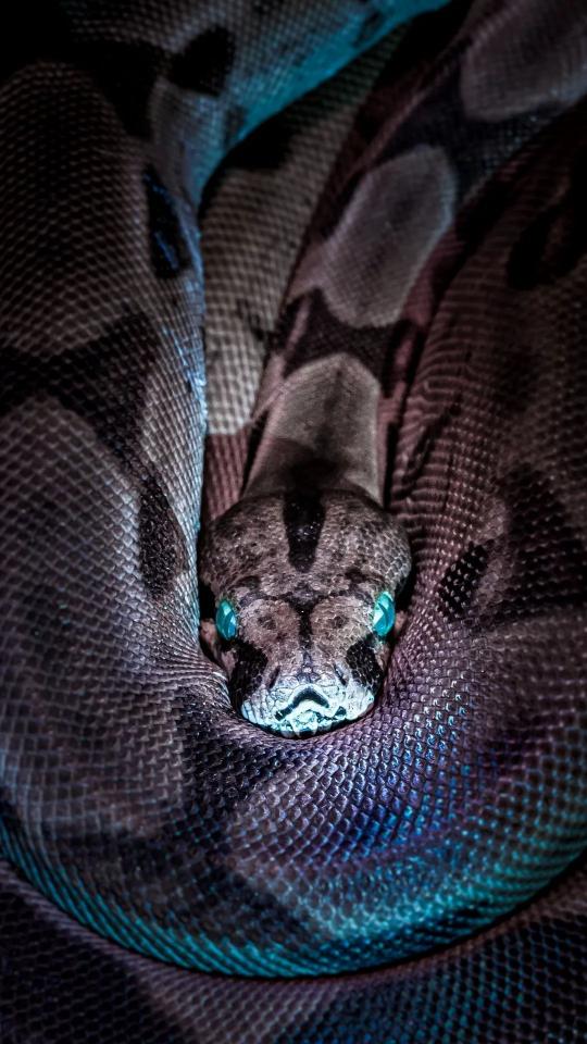 Hypnotic Snake Gaze