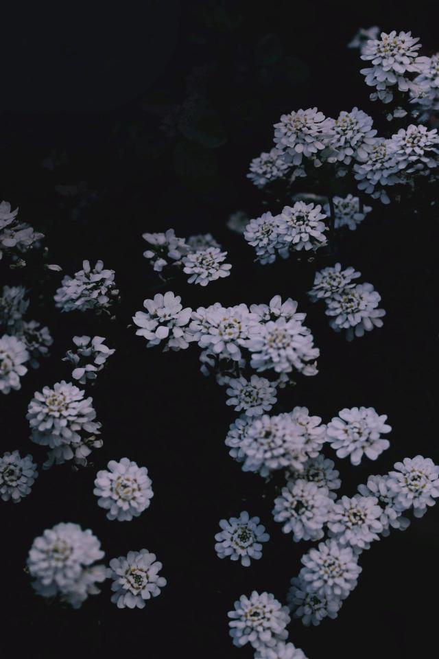 Iberis Flowers in Darkness - Related 4K Wallpapers wallpaper