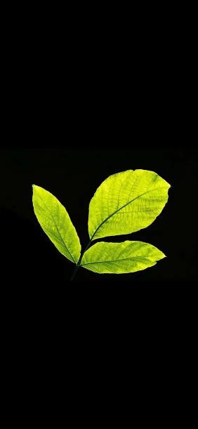 Illuminated Green Leaves - Related 4K Wallpapers wallpaper
