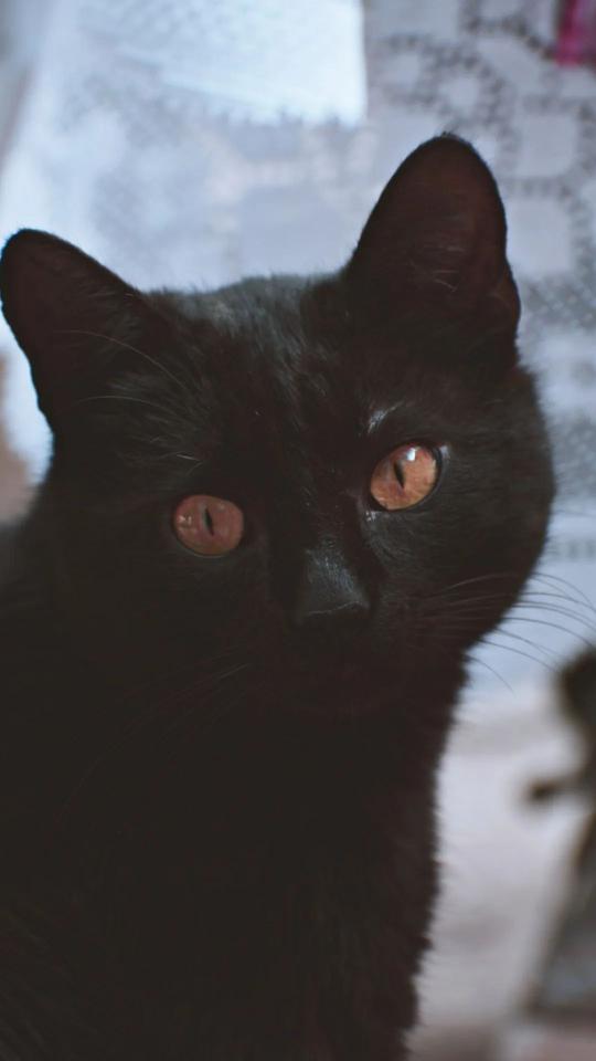 Intense Black Cat Gaze