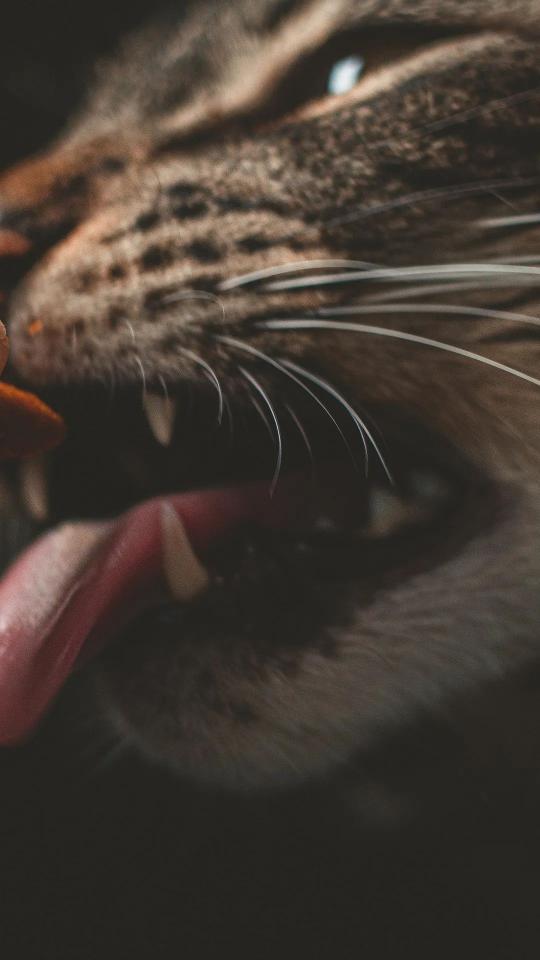 Intense Cat Close-Up - Related Dark Wallpapers wallpaper
