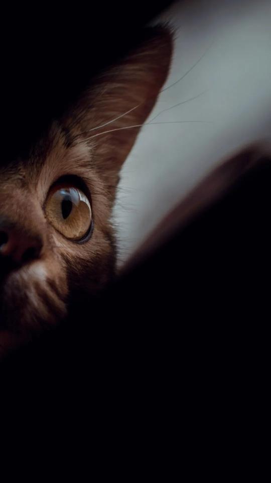 Intense Cat Eye