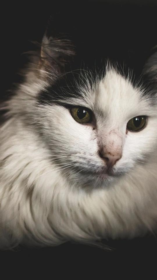 Intense Cat Portrait - Related Dark Wallpapers wallpaper