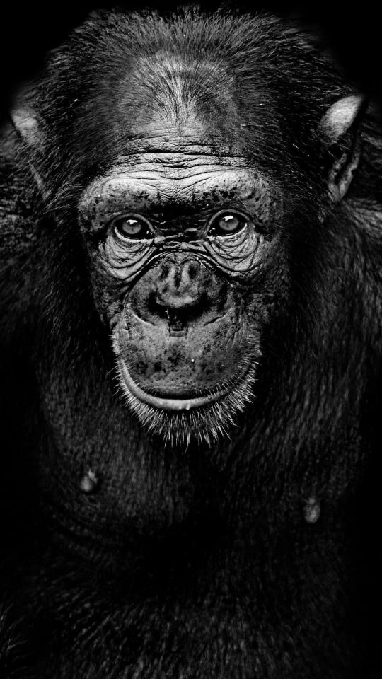 Intense Chimpanzee Portrait - Related Anime Wallpapers wallpaper
