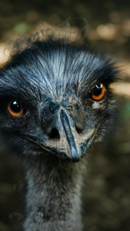 Intense Emu Stare