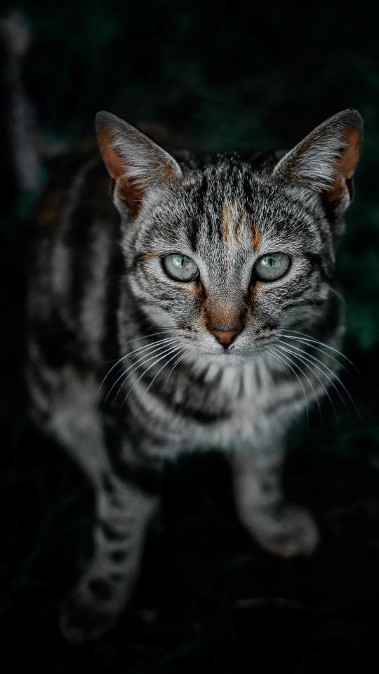 Intense Feline Gaze - Related Dark Wallpapers wallpaper