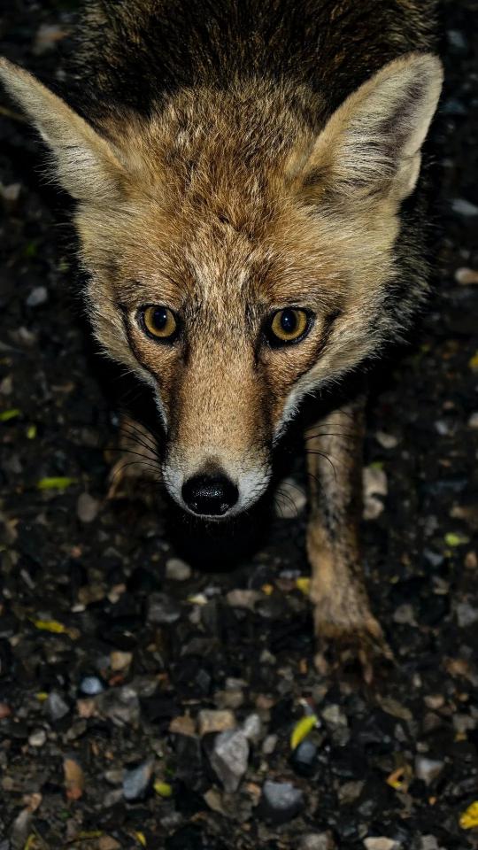 Intense Fox Gaze - Related Dark Wallpapers wallpaper