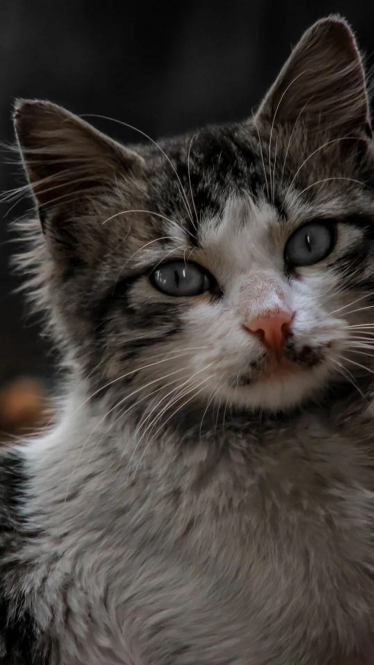 Intense Kitten Gaze