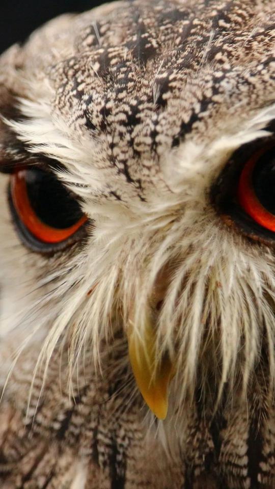 Intense Owl Gaze - Related Dark Wallpapers wallpaper