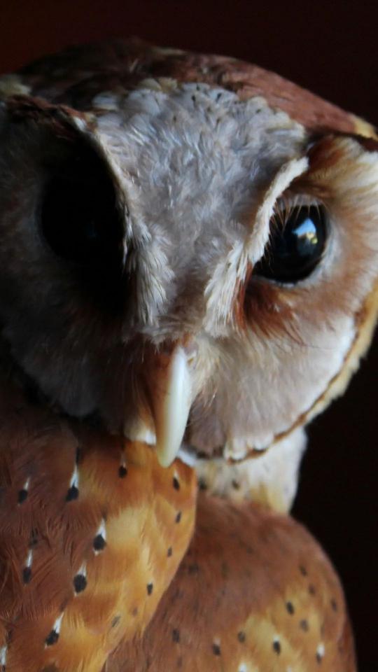 Intense Owl Stare - Related Anime Wallpapers wallpaper
