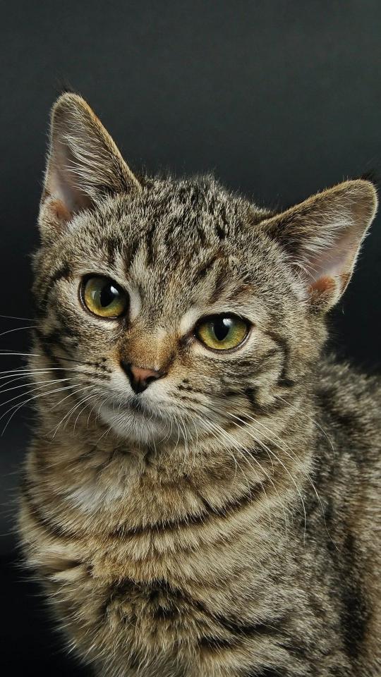 Intense Tabby Cat Gaze