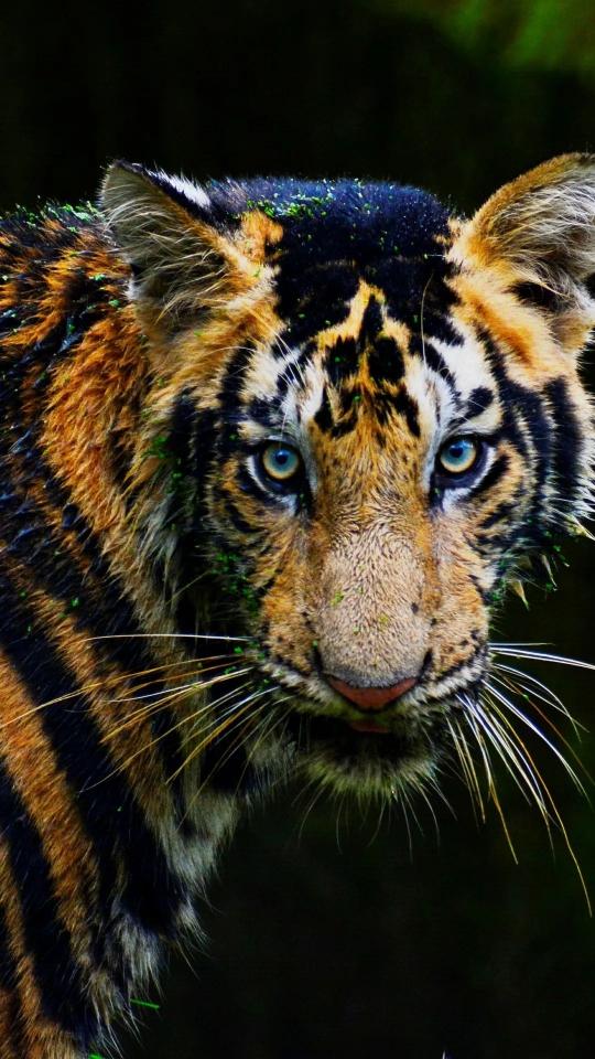 Intense Tiger Gaze - Related Dark Wallpapers wallpaper