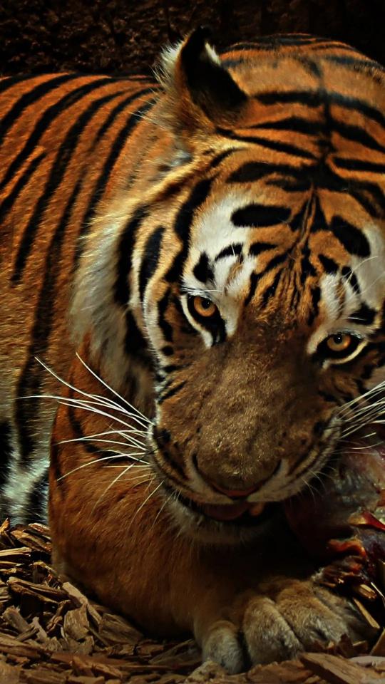 Intense Tiger Portrait - Related Dark Wallpapers wallpaper