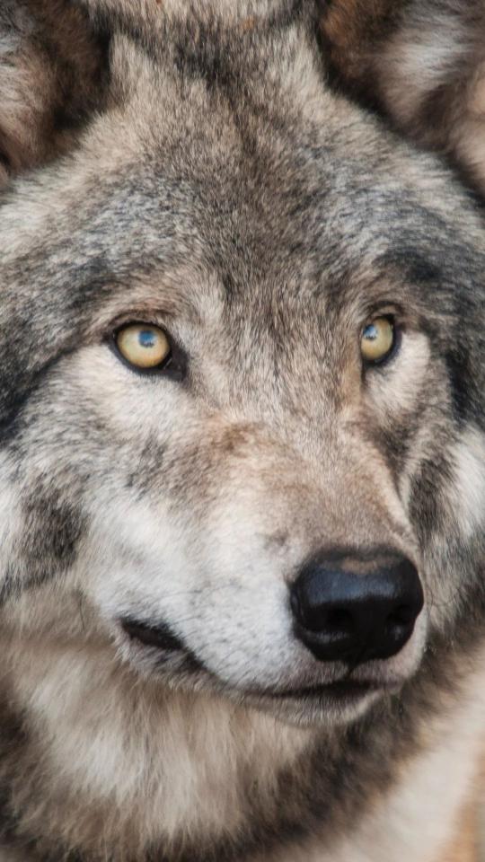 Intense Wolf Gaze
