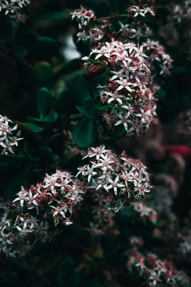 Jade Plant Blossoms - Related Dark Wallpapers wallpaper